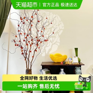 金灯树 黄金龙柳酸浆果水培植物年宵花室内好养绿植花卉鲜切枝