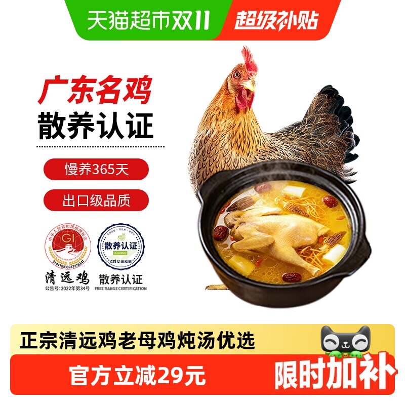 天农清远鸡山里鸡走地鸡老母鸡炖汤土鸡国家地标长天龄慢养鲜美