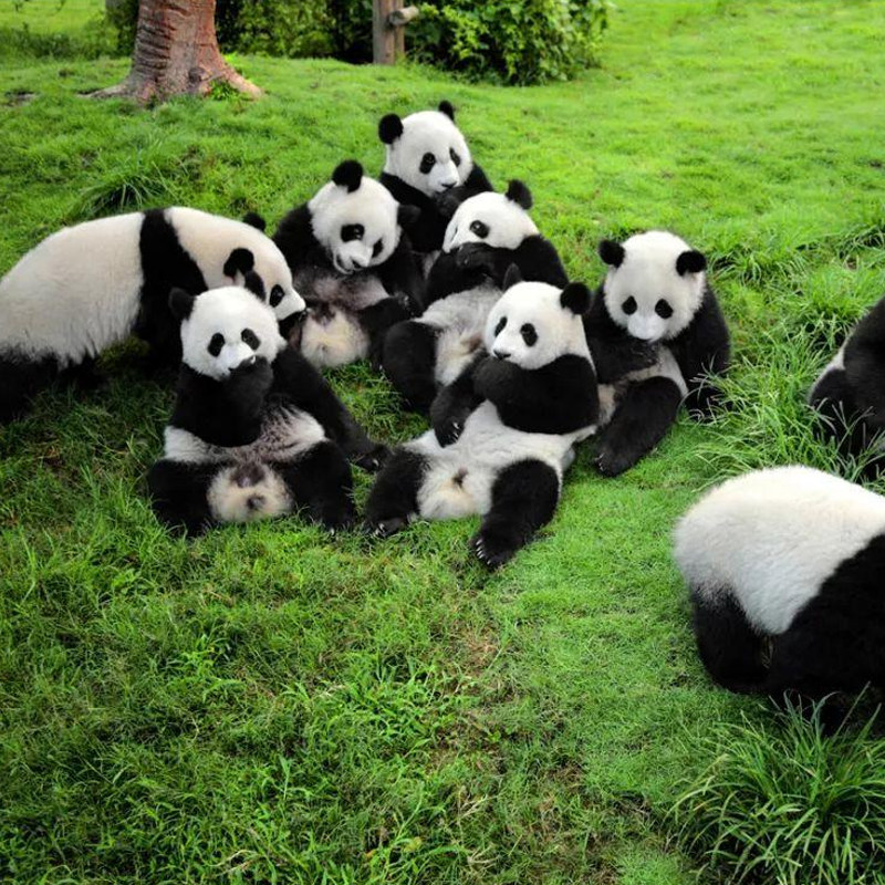 成都城市名人酒店/如家酒店1晚住宿+大熊猫基地/武侯祠/杜甫草堂