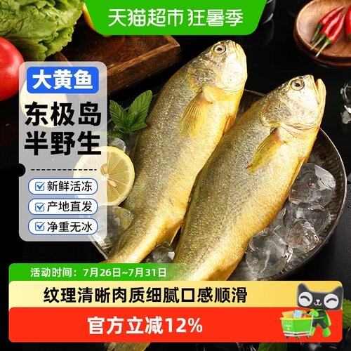 赫敏舟山东极岛半野生大黄鱼