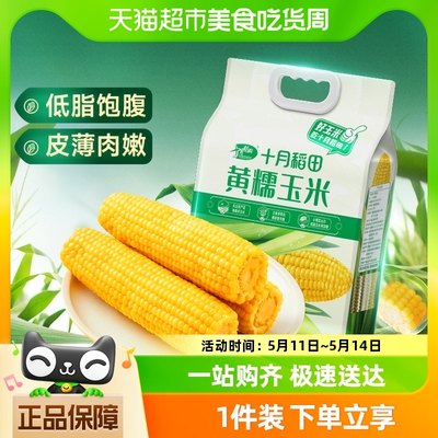 十月稻田糯玉米1.76kg×1袋