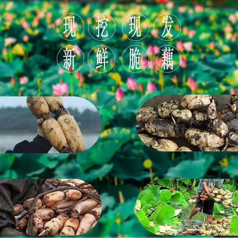 新鲜莲藕脆嫩多汁脆藕现挖现发2斤3斤5斤9斤当季粉糯清甜凉拌炖汤