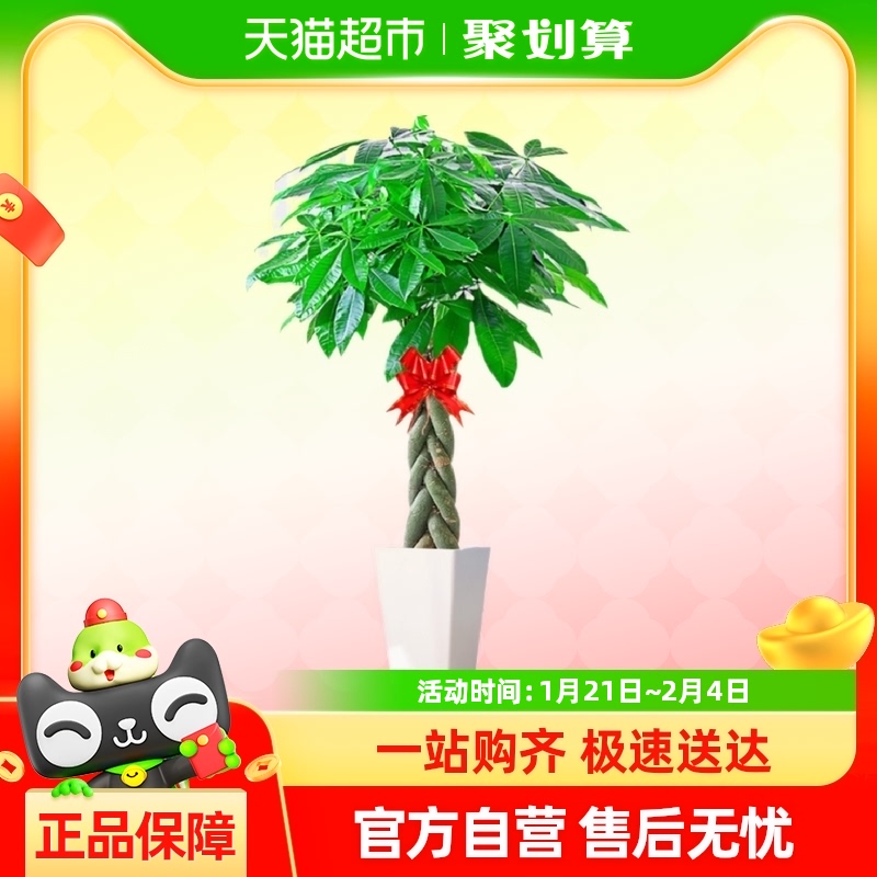 ӷֲв칫Ǩҵֲ辰108.68Ԫ(88VIP 95)