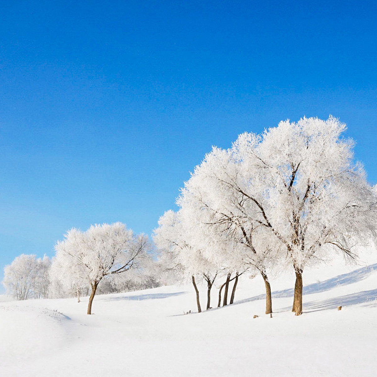 高霞乌草青山沙湖4日小拼