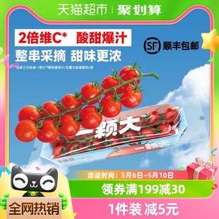 一颗大串番茄樱桃小西红柿198g 4盒新鲜采摘酸甜