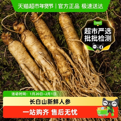 玲珑岭新鲜人参整根长白山非干货