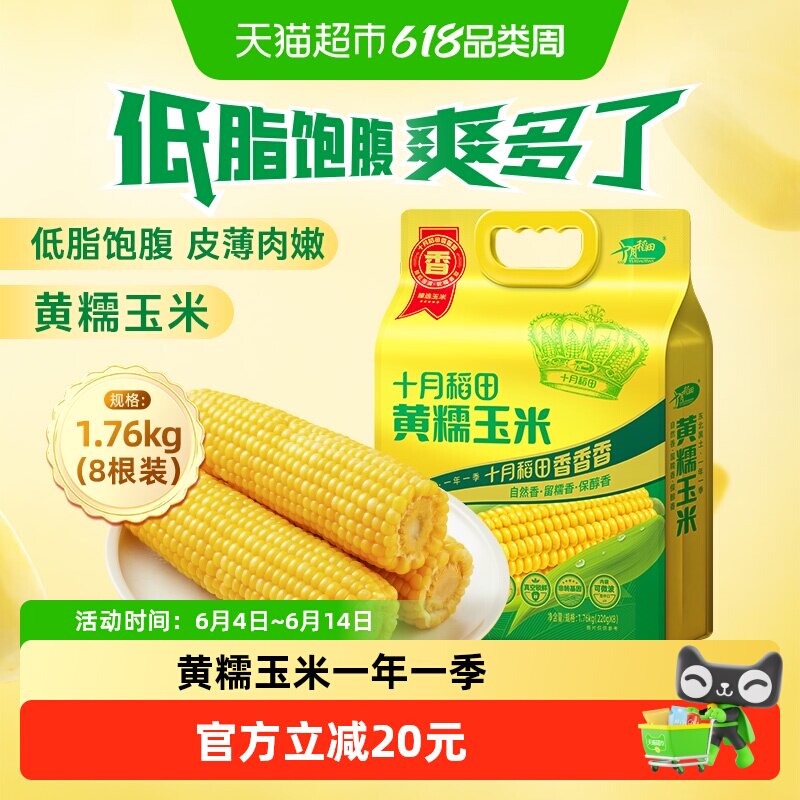 十月稻田非转基因黄糯玉米东北粘糯玉米棒苞米