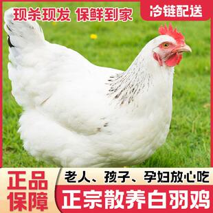 白羽鸡正宗农家散养生态走地新鲜现杀中装鸡肉冷链整只乌骨白条鸡