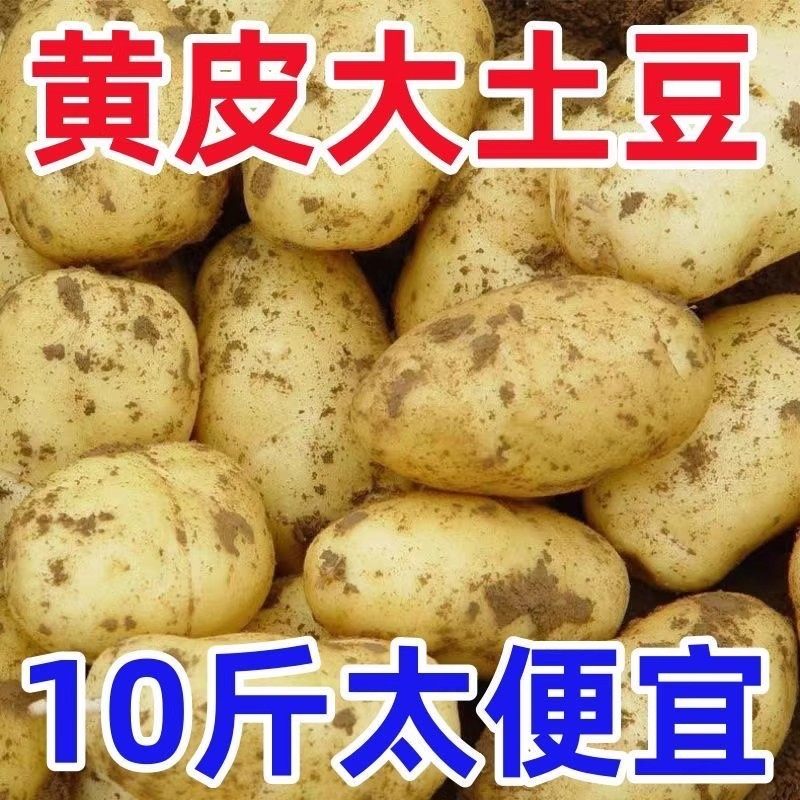 新鲜现挖黄皮土豆黄心沙面现挖粉糯爆皮新土豆马铃薯洋芋整箱大果,水产肉类/新鲜蔬果/熟食,土豆,淘宝优惠券,粉丝福利购,淘宝优惠卷