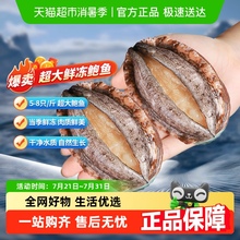 【当季新货】鲍鱼特级鲜活冷冻新鲜活鲍火锅食材