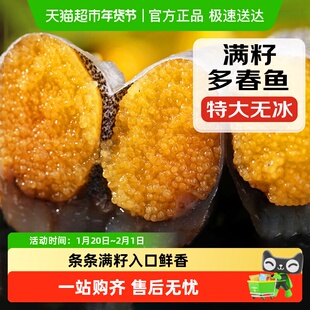 加拿大多春鱼满籽新鲜冷冻商用冷冻多籽鱼