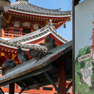 5人起私家团-9天8晚日本旅游东京+名古屋富士山河口湖乐高乐园