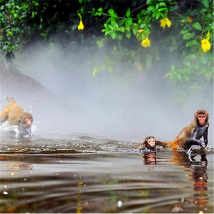 [南湾猴岛生态旅游区-猴岛公园+缆车/轮渡/观光车]猴岛