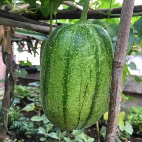 山东寿光新鲜苹果丝瓜圆丝瓜棒丝瓜圆丝瓜