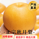 山东秋月梨当季 脆甜冰糖梨羊脂膏梨新鲜水果直发品质优良果肉饱满