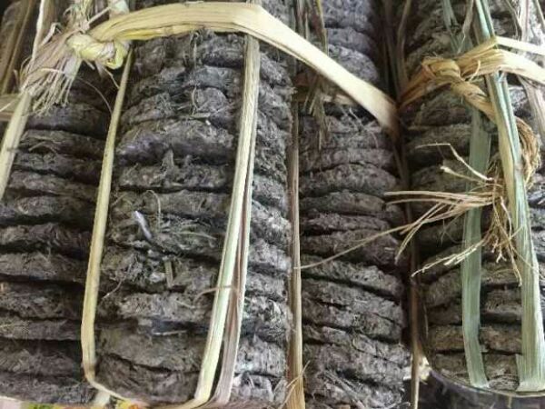 连州特产甘甜溪黄草茶饼 藤茶饼白茶饼霉茶饼野生甘露茶250克包邮