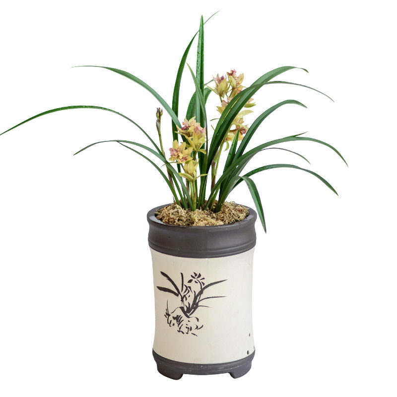 兰花浓香型盆栽富山奇蝶