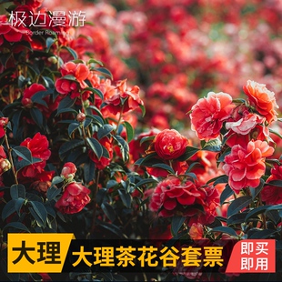 [大理茶花谷-大门票+观光车往返+恐龙园+玻璃栈道+七彩滑道+丛林穿越]通票（电子票）辅助码换票入园