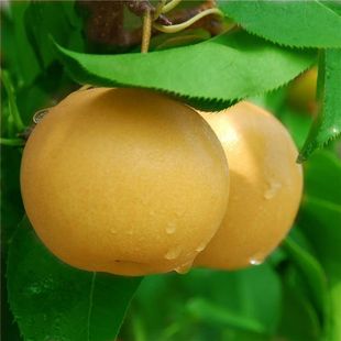香甜爆汁正宗冰糖丰水梨黄皮薄皮无渣梨子新鲜水果批发一整箱