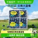 时令中大果 Driscolls怡颗莓蓝莓新鲜水果云南应季 云南上新