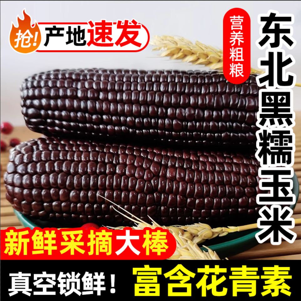 黑糯玉米棒甜糯苞米非转基因紫玉米早餐现摘真空包装即食黏粘玉米