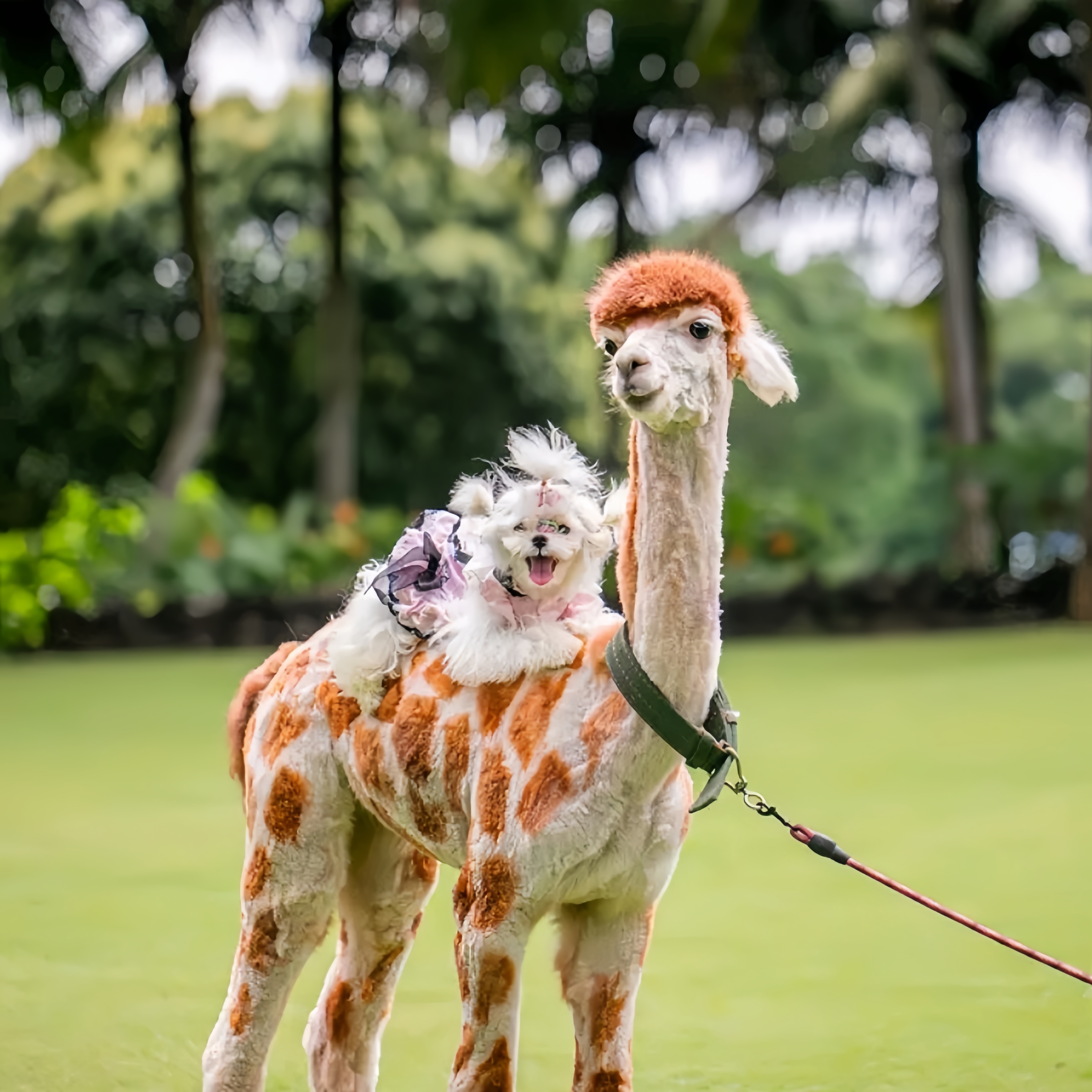 [观澜湖火山岩温泉-萌宠乐园票]观澜湖火山岩温泉萌宠乐园票
