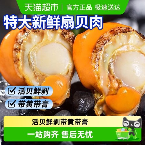 新鲜冷冻带黄扇贝肉鲜活特大号