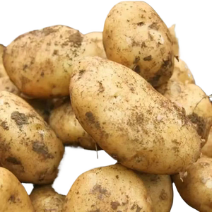 现挖鲜发黄皮土豆10斤批发新鲜蔬菜马铃薯洋芋