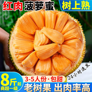 海南紅肉菠蘿蜜810斤1個肉厚香甜現(xiàn)摘當季 熱帶水果
