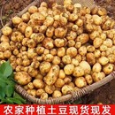 2025恩施农家自种新鲜小土豆高山富硒土壤黄心洋芋迷你马铃薯5斤