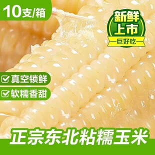 正宗东北白糯玉米软糯香甜寒地黑土一年一季独立包装真空锁鲜