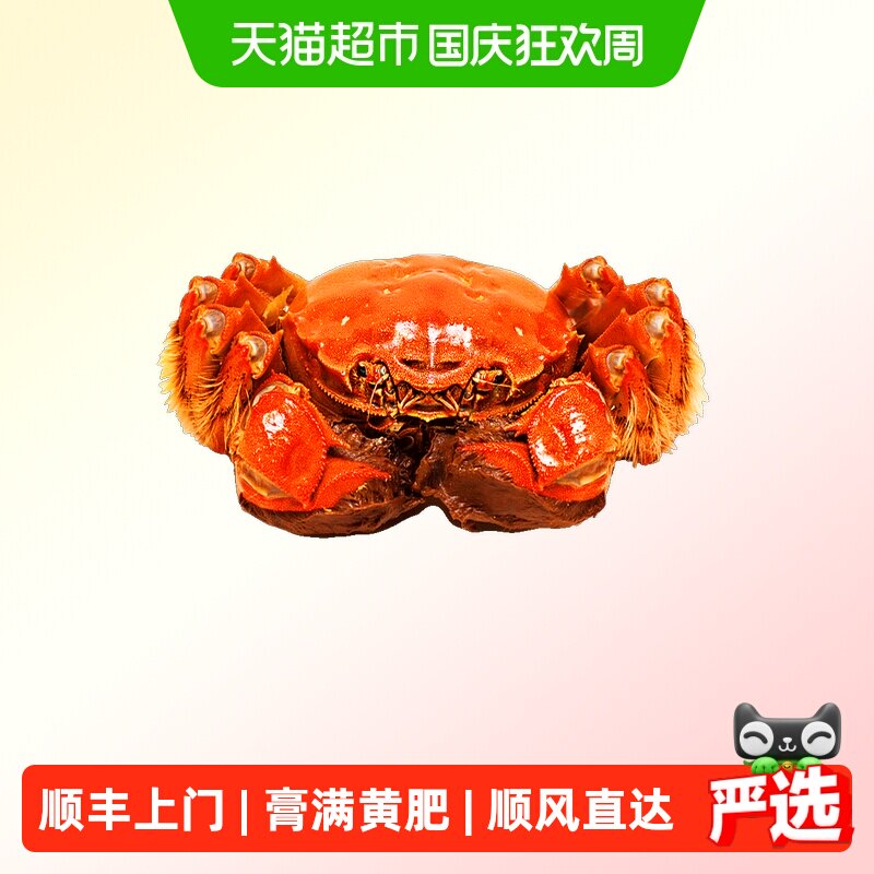 阳澄格调全母蟹鲜活螃蟹大闸蟹