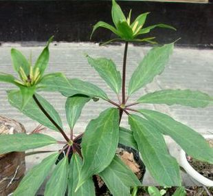 七叶一枝花种苗重楼苗植物花卉庭院阳台种植买10送1