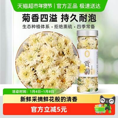 宁安堡贡菊金丝皇菊黄菊花