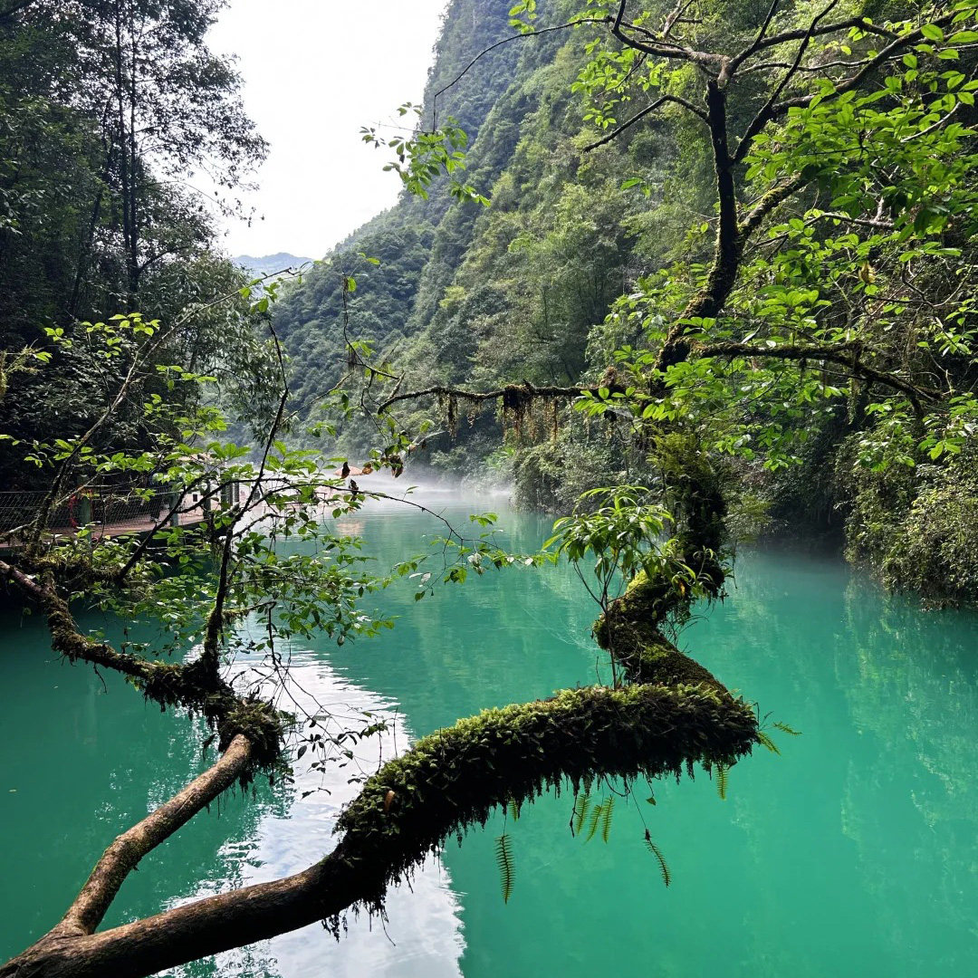 【私家团】湖北旅游6日游 神农架恩施宜昌三峡大坝屏山宣恩夜景