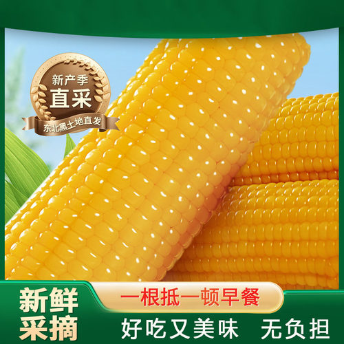 东北玉米黄玉米粘糯玉米棒新鲜黄糯玉米棒真空包装