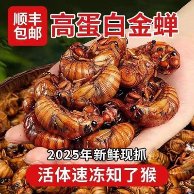 新鲜知了猴金蝉野生现抓速冻结了龟爬叉猴蚱解拉猴蝉蛹非即食活体