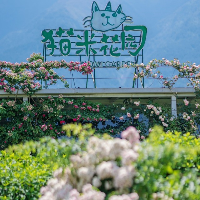 三塔门票+猫米花园门票+大理古城往返直通车