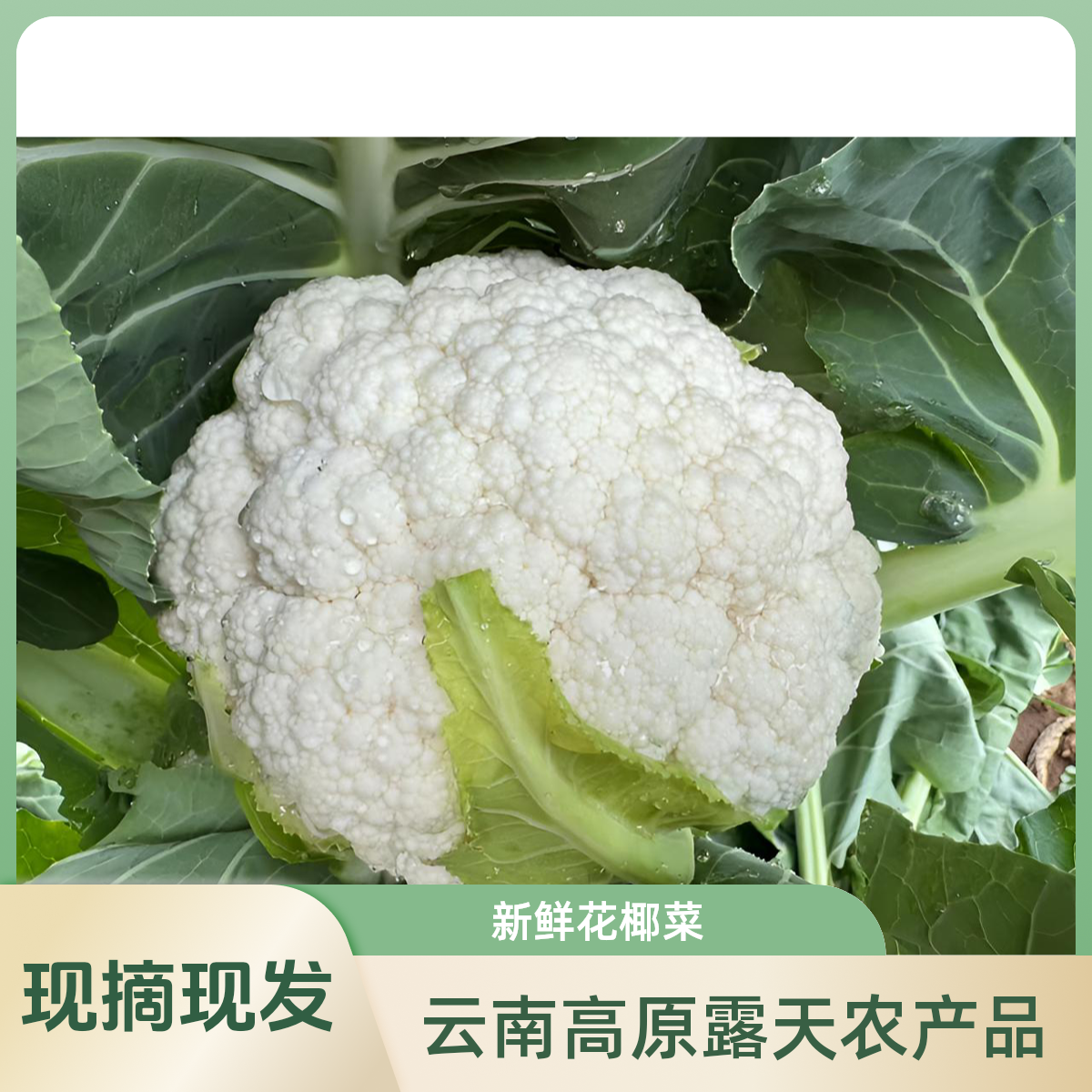出口品质 顺丰冷链包邮云南新鲜白花菜 花椰菜 农家当季时令蔬菜
