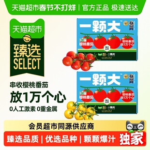 臻选一颗大臻选小串番茄精品礼盒装酸甜爆汁基地直发