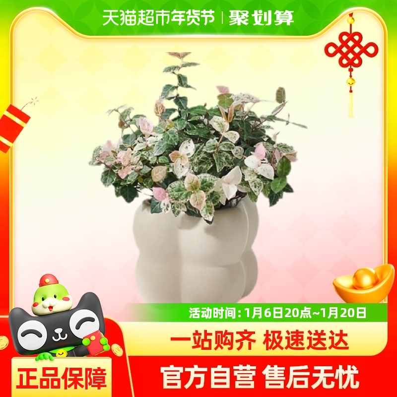 ҶʯСֲ칫ڿȩ̨С辰ļ15.96Ԫ(88VIP 95)
