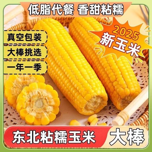 2025年新东北黄糯玉米10根真空包装新鲜现摘香粘粘苞米非即食粗粮