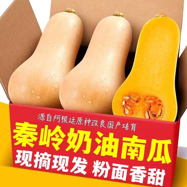 爆甜奶油南瓜新鲜现摘小南瓜老南瓜软糯甜香宝宝辅食陕西直发