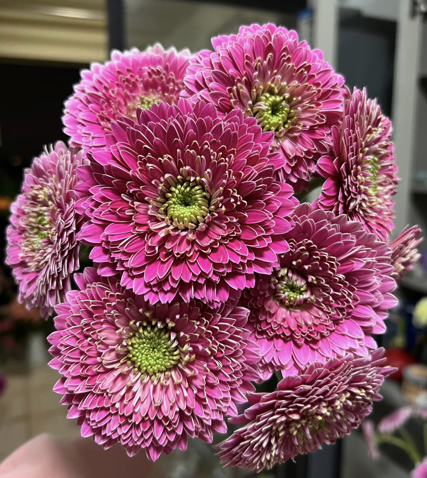 不售后,爱必达波士顿非洲菊1扎8~10只,购买三单包邮