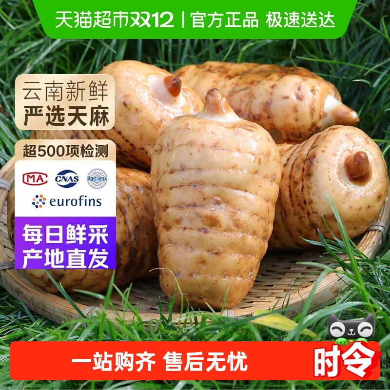 正宗云南昭通新鲜乌天麻小草坝仿野生种植特级药材现挖现发特产