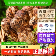 特级甄选香格里拉野生新鲜松茸鲜菌菇未开伞出口级菌菇礼盒非干货