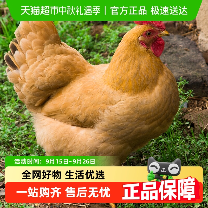 雀淘土鸡活鸡现杀现发黄油1.15kg