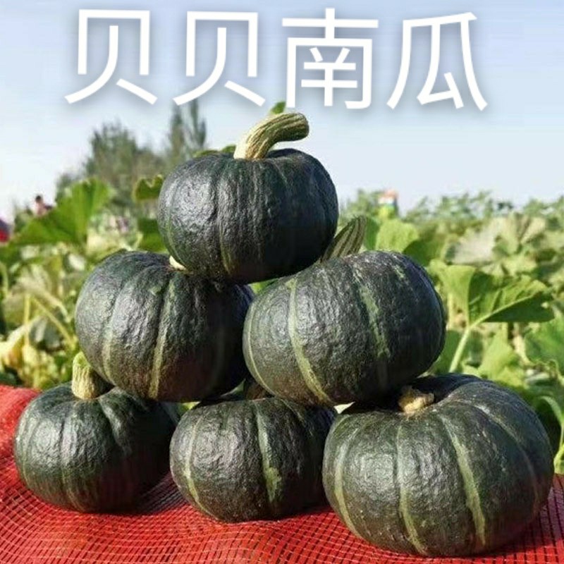 正宗贝贝南瓜板栗味小南瓜新鲜现摘宝宝辅食正品老南瓜