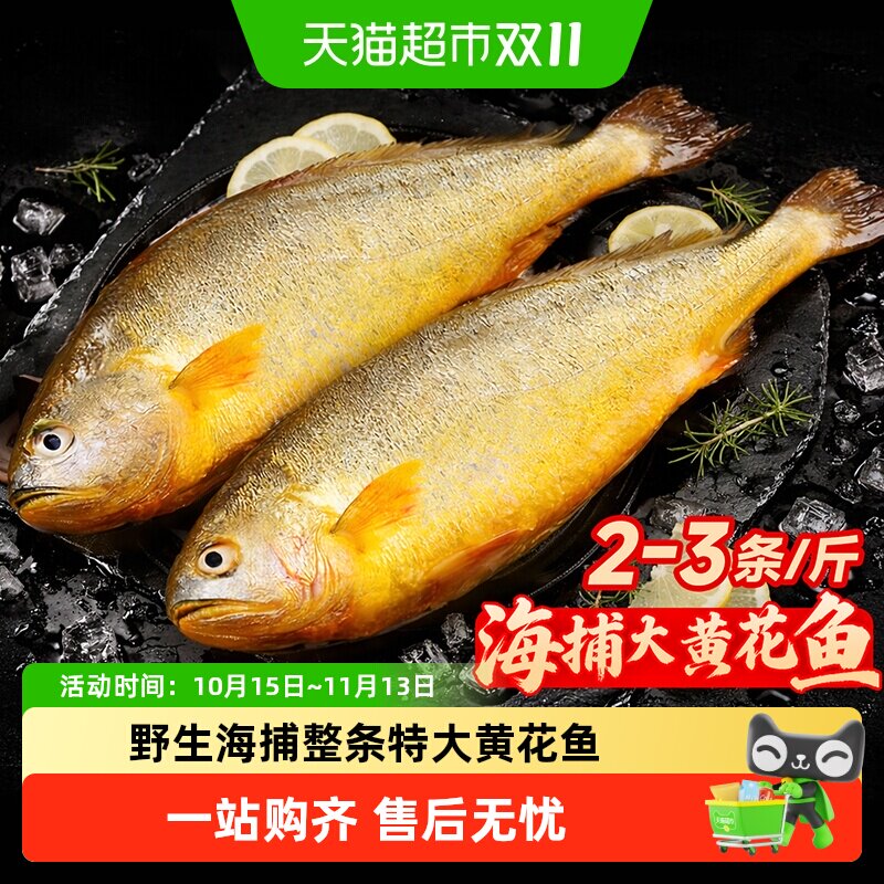 大黄花鱼新鲜冷冻野生深海大黄鱼整条特大海鱼生鲜水产鲜活