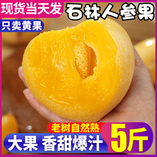 包郵 整箱 正宗云南石林人參果新鮮水果5斤黃肉圓果特大果人生當季